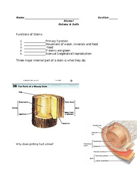 Preview of Botany: Stems and Buds Guided Notes