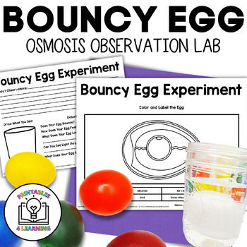 Preview of Bouncy Egg Science Observation Experiment: Osmosis Lab