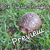 Box Turtle Photos