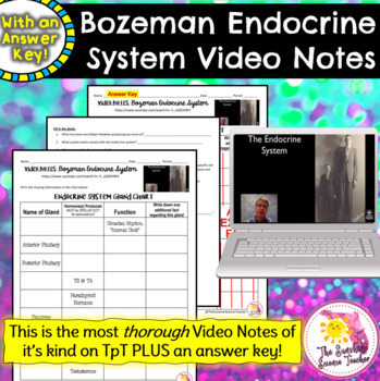 Preview of Bozeman Endocrine System Video Notes | NO PREP!
