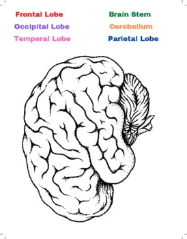 Preview of Brain Anatomy