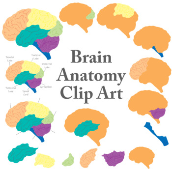Preview of Brain Anatomy Clip Art, Basic Anatomy, Commercial Use