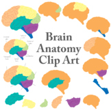 Brain Anatomy Clip Art, Basic Anatomy, Commercial Use