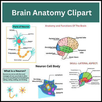 Preview of Brain Anatomy Clipart-Digital Resources