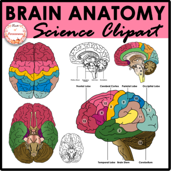 Brain Anatomy Clipart | Nervous System Clip art by Fruits of Perseverance