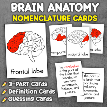 Preview of Brain Anatomy Definitions | Brain Anatomy Cards | Brain Nomenclature Cards