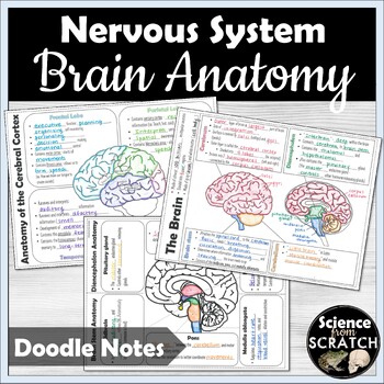 Preview of Brain Anatomy Doodle Notes, Diagrams, and PPT