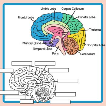 Brain Anatomy - Label the Brain Diagram - Human Body Science Clip Art ...