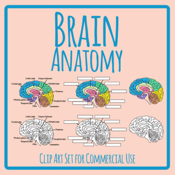 pink brain clipart for kids
