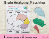 Brain Anatomy Matching Activity, Parts of the Human Brain,
