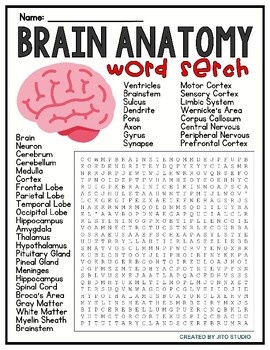 Preview of Brain Anatomy Word Search Puzzle
