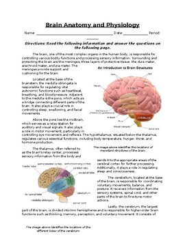 Preview of Brain Anatomy and Physiology: Informative Text, Images, and Assessment