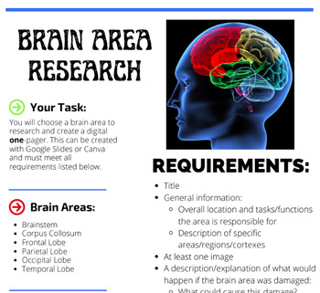 Preview of Brain Area Research