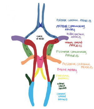 Preview of Brain Blood Supply-Circle of Willis
