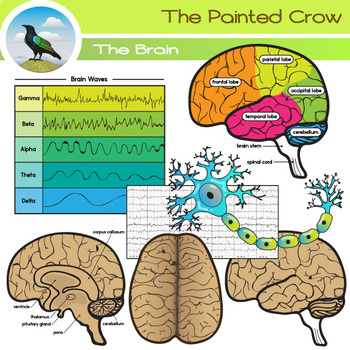 Preview of Brain Clip Art - Regions and Structures - Brain Waves