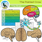 Brain Clip Art - Regions and Structures - Brain Waves