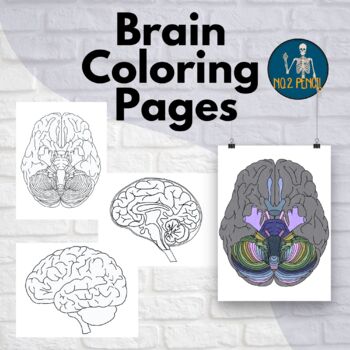 human brain coloring page
