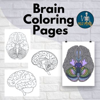 brain anatomy coloring pages