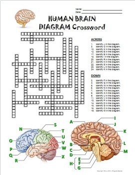 Brain Crossword with Diagram {Editable} by Tangstar Science TpT