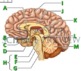 Brain Crossword with Diagram {Editable} by Tangstar Science TpT