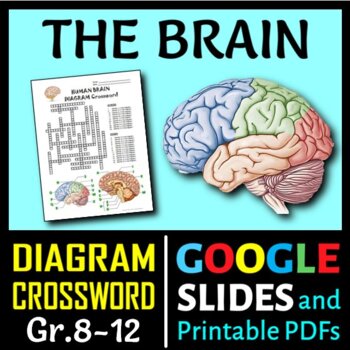 Preview of Brain Crossword with Diagram | Editable, Printable & Distance Learning Options