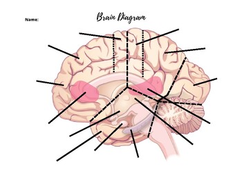 Preview of Brain Diagram