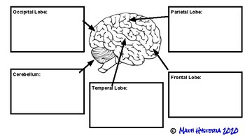 brain diagram unlabeled for kids
