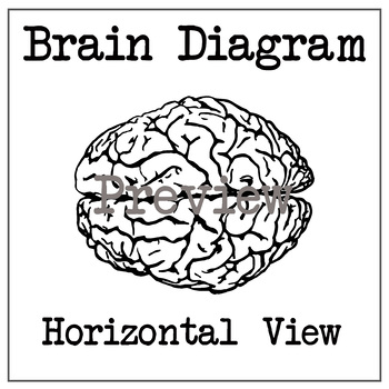Preview of Brain Diagram - Horizontal (Top) View