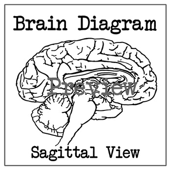 Preview of Brain Diagram - Sagittal Section (Inside)