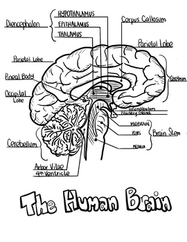 Brain Diagram & Sketch Notes BUNDLE!- Great for Practice&Differentiation!