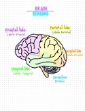 Brain Diagram Spanish and English with drawing page