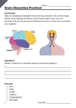 Preview of Brain Dissection Practical Worksheet