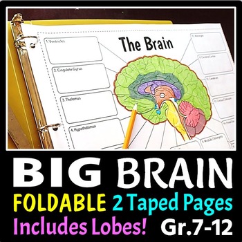 Preview of Brain Foldable - 3 Big Foldables for Interactive Notebooks or Binders