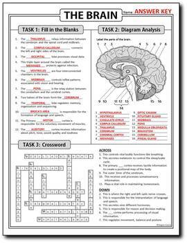 Socialisme med tiden Konserveringsmiddel Brain Homework Review Worksheet / Test Prep | Print & Google Slides Options