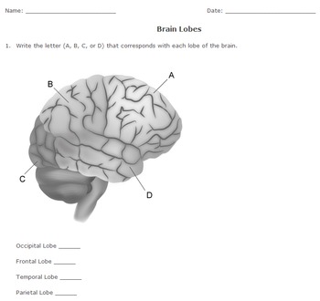 brain lobes diagram unlabeled