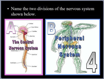 Brain, Nervous System Quiz Game by Science from Murf LLC | TpT