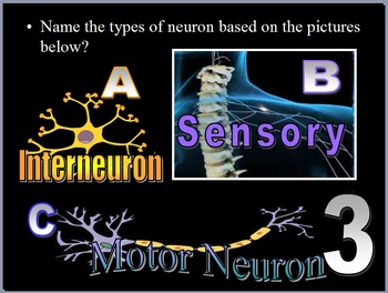 Preview of Brain, Nervous System Quiz Game