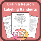 Brain & Neuron Labeling Handouts - Understanding the Brain