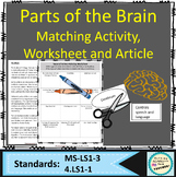 Nervous System Activities and Parts of the Brain Worksheet