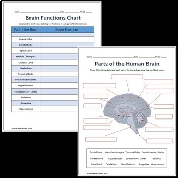 Preview of Brain Parts and Functions Labeling Diagram Worksheet + Vocab Quiz & Puzzle