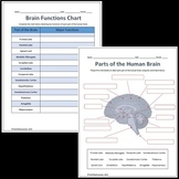 Brain Parts and Functions Labeling Diagram Worksheet + Voc