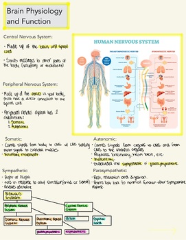 Preview of Brain Physiology and Function 1