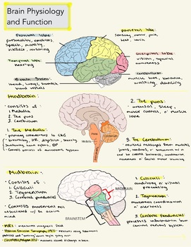 Preview of Brain Physiology and Function 2