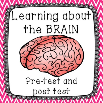 Preview of Brain Pre and Post Tests