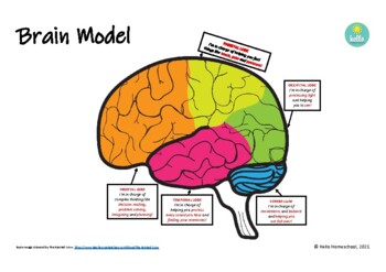 Preview of Brain Printable For Play Dough Brain Model! Fun! Hands On! Sensory!