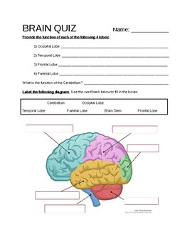 brain anatomy diagram quiz
