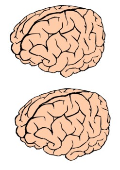 Brain Template by Headstart on School TPT