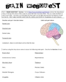 Brain Webquest