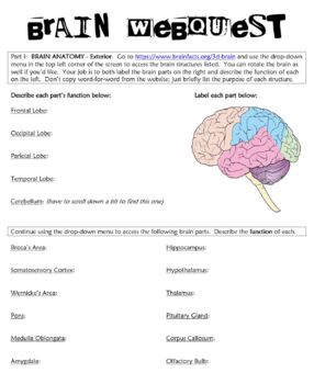 Preview of Brain Webquest