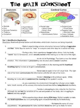 Preview of Brain Worksheet